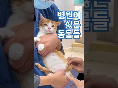 동물들도 병원에 가기 싫어요!! 그니깐 아푸지마ㅠㅠ #댕댕이 #강아지 #고양이