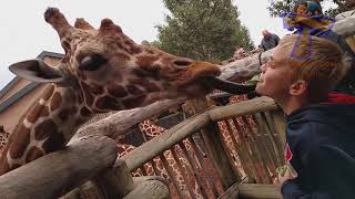 FORGET CATS! Funny KIDS vs ZOO ANIMALS are WAY FUNNIER!   TRY NOT TO LAUGH