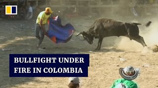 Colombia's traditional amateur bullfighting festival raises animal welfare concerns