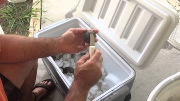 How to clean bay scallops in 15 seconds in Port St. Joe Florida