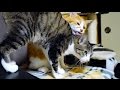 お尻くちゃい猫