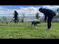 Vertigo &amp; Drea leash test