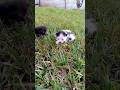 Cute new born kittens funnyanimals catterycat kitten kittenoftheday shorts catshorts