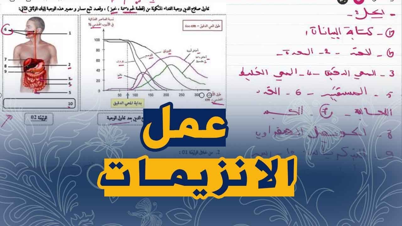 علوم طبيعية السنة الرابعة متوسط تمرين شامل على التغذية و الانزيمات