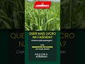 A Safra 2026 de Sementes de Capim Agromax Já Começou — E Quem Compra Antes sai na Frente.