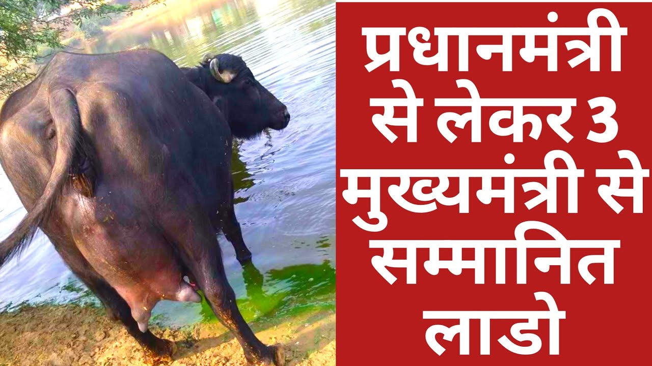 Best Murrah Buffalo Laddo from Beniwal Dairy farm at ...