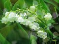 Lily of the valley spring song