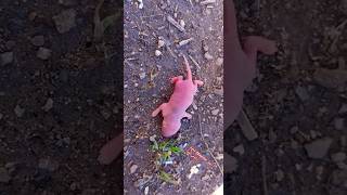 صغير الفأر  حديث الولادة سبحان الله ️(حملة الوصول ل1k)Abonné
