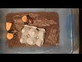 Мадагаскарские тараканы - кормление морковкой