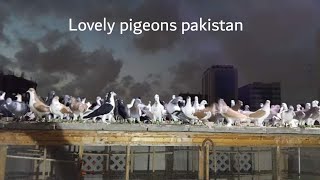 Teddy Pigeons in Pakistan | Camel Breed |pigeon  lover |Pakistan by ALL 4K 93 views 4 years ago 1 minute, 50 seconds