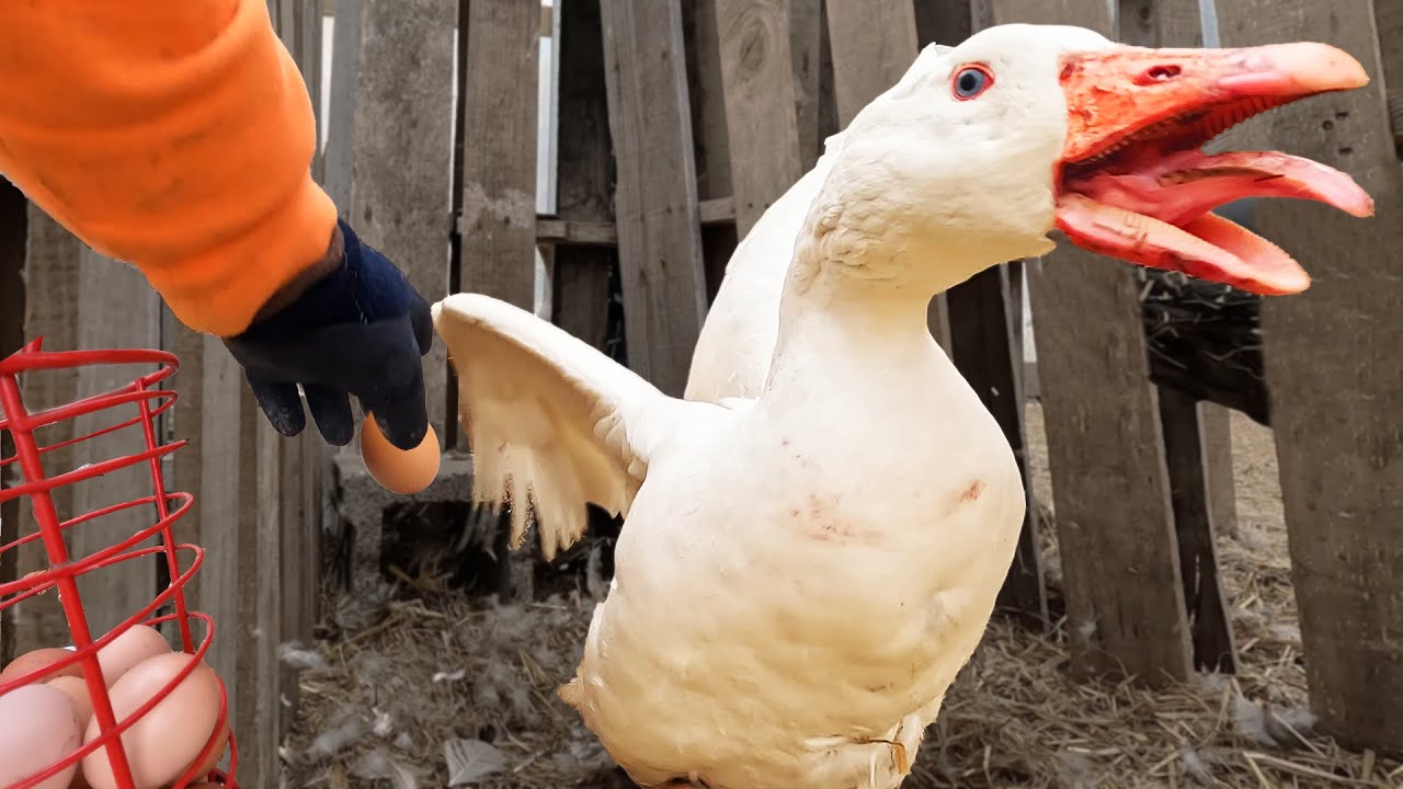 Tricking a Goose into Hatching Chickens 