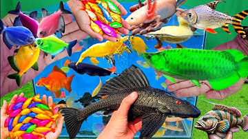 Video tổng hợp cá cảnh đẹp, vịt con, cá koi, cá trê, cá vàng oranda, cá chép panda