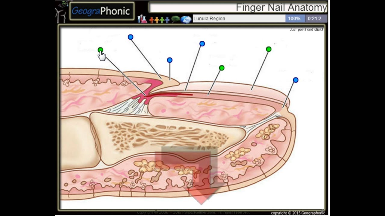 af en fingernegl, kutikula, neglelejet, neglepladen, hyponychium, søm matrix, - YouTube