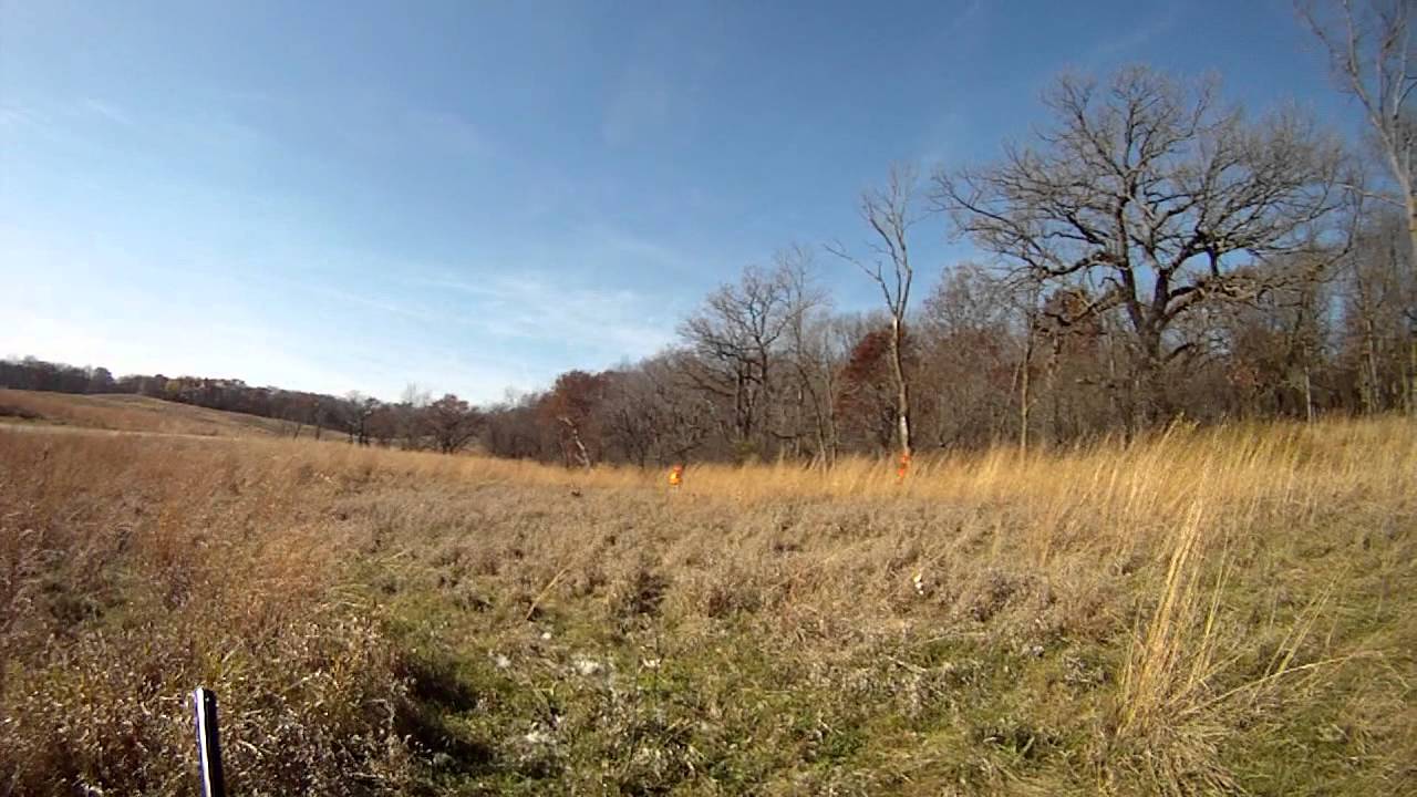 Pheasant Hunting Vizsla Kansas Chain O Lakes State Park YouTube