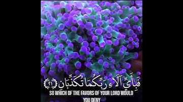 حالات واتس اب تلاوة رائعة💙 القارئ عمير شميم 🎧