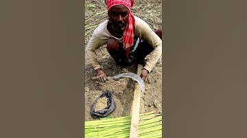 How Sickle Is Sharpened Traditionally? #shorts