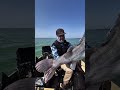 Szép balatoni süllő - még júnusból!  #pergetés #fishing #guideservice