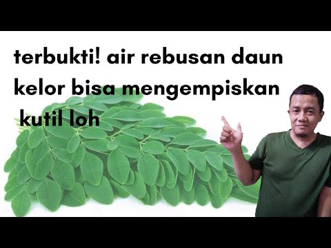 REBUSAN DAUN KELOR CAMPUR MADU @assidrchannel669 