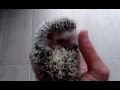 Erizo despertandose por la mañana. Hedgehog waking up in the morning