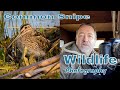 Wildlife Photography UK | Photographing the Common Snipe | Summer Leys