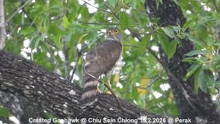Crested Goshawk @ Chiu S C DSCN2109