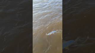 24.07.24 Желтощек на Амуре