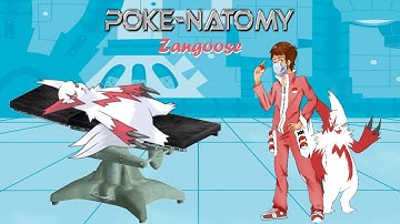 Poke-Natomy Episode 1 - Zangoose