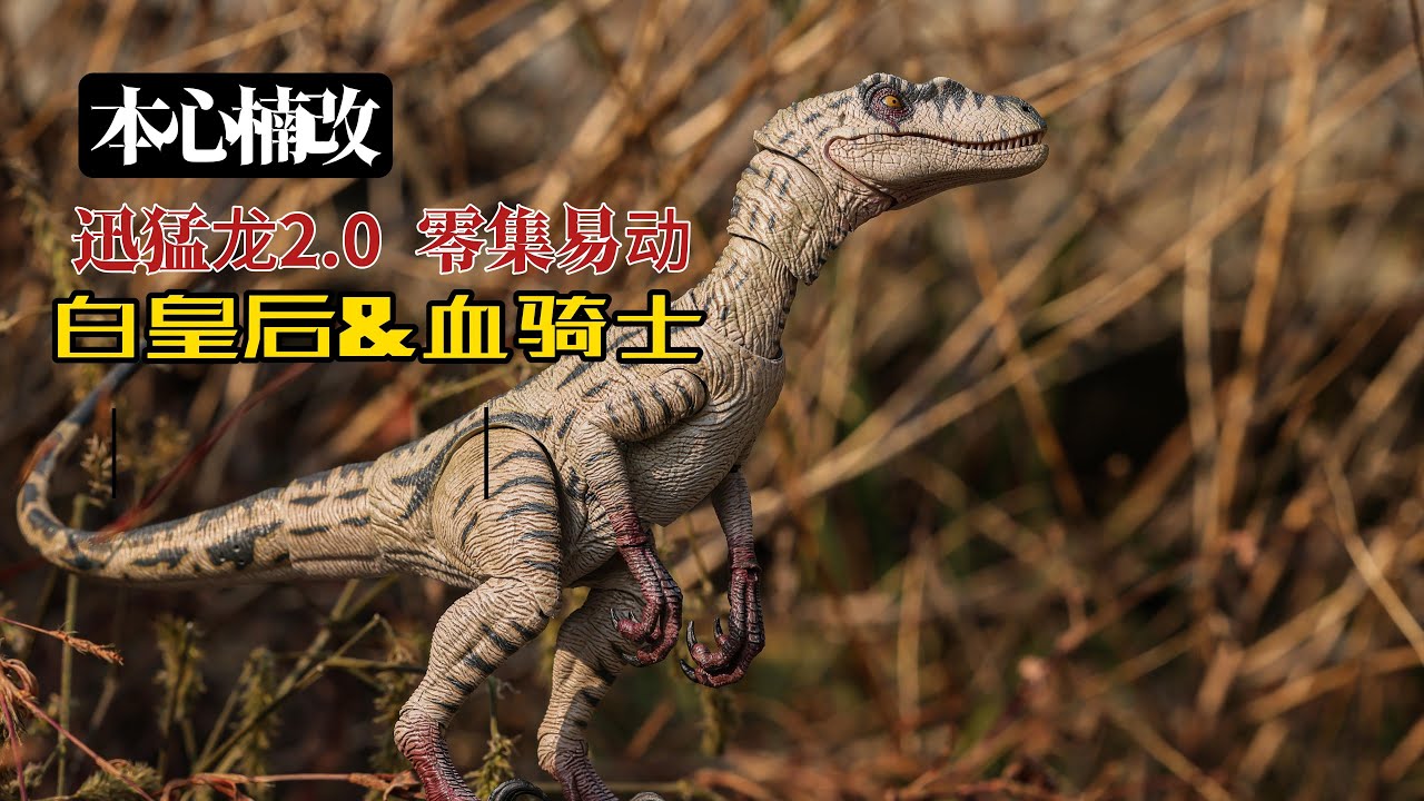 Nanmu Raptor 2.0 dynamic display video - YouTube