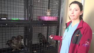 Av Tüfeği Ile Vuruldular