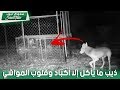 شاهد كيف قام مواطن بعمل مصيدة لذيب لا يأكل إلا أكباد وقلوب المواشي بالمدينة 