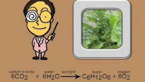 THE PHOTOSYNTHESIS SONG