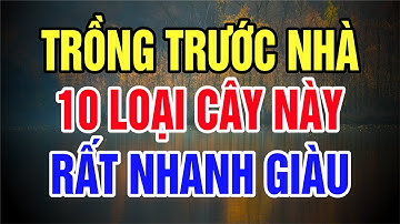 10 LOẠI CÂY thu hút TÀI LỘC gia đình sẽ GIÀU CÓ nhờ trồng TRƯỚC NHÀ