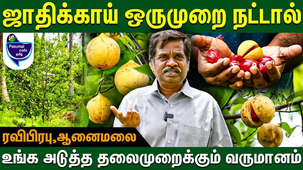 ஜாதிக்காயால் உங்க அடுத்த தலைமுறைக்கும் வருமானம்  !! | Nutmeg cultivation | Jathikkai farming #nutmeg