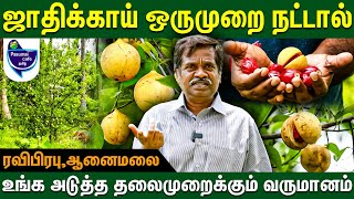 ஜாதிக்காயால் உங்க அடுத்த தலைமுறைக்கும் வருமானம்  !! | Nutmeg cultivation | Jathikkai farming #nutmeg