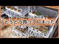 [多肉植物]とうとう私も買ってしまった^_^タニラーさん御用達キッチンワゴン
