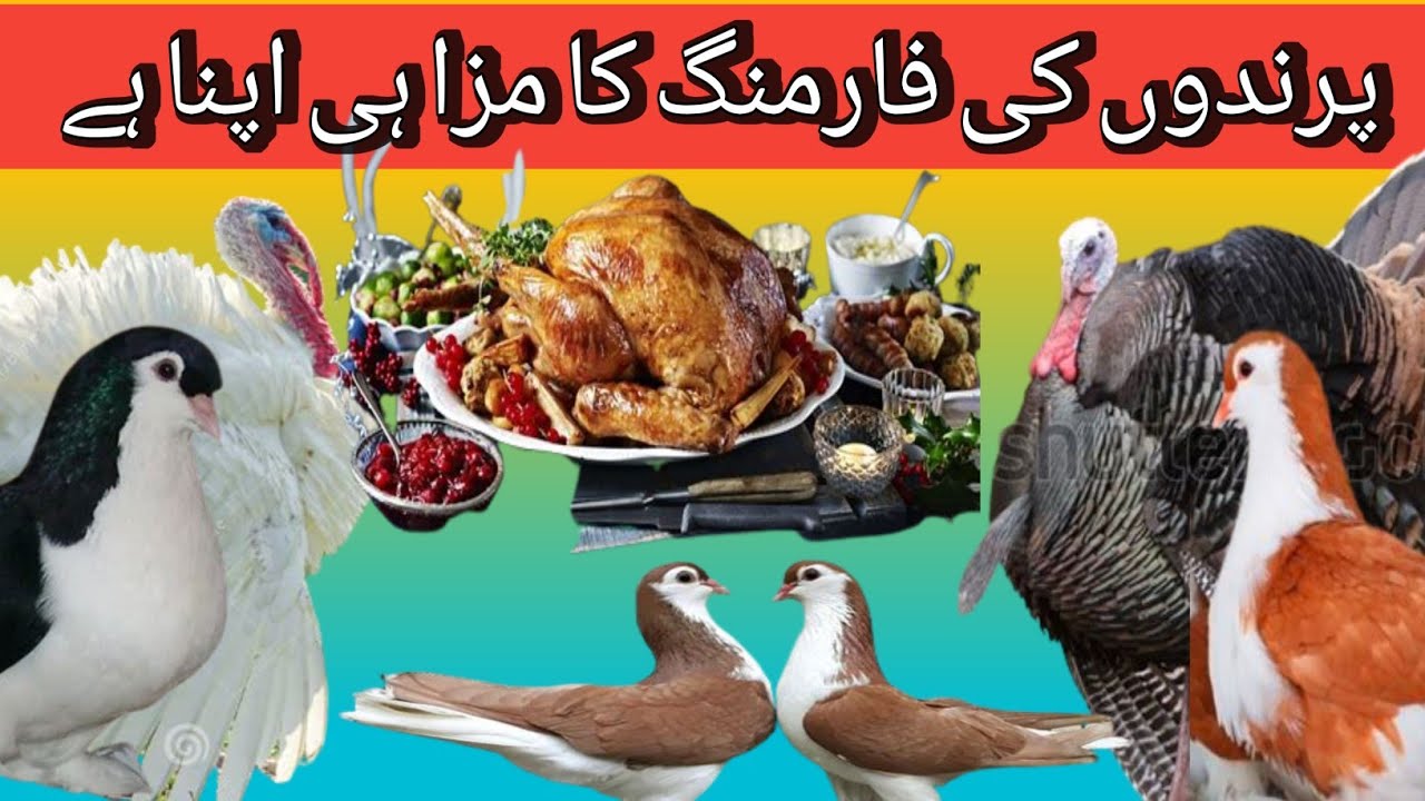 Turkey Birds Farming in Pakistan Turkey ka Gosht homeandkitchenbylubnafahad6288 YouTube