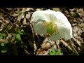 Mayapple