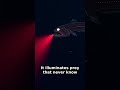 This Fish Hunts in a Color That Doesn't Exist to Anyone Else