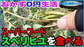 おかず0円生活 野草最強の効能を持つスベリヒユを食べる 馬齒莧這個做法太好吃了 Youtube