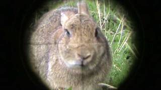 Distressing footage of rabbit, with Myxomatosis dispatched shortly after off camera. Resimi