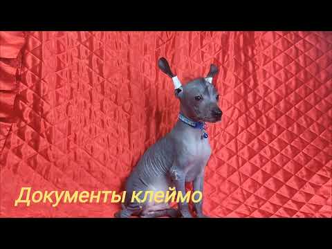 Ксолоитцкуинтли мексиканская голая собачка мальчик