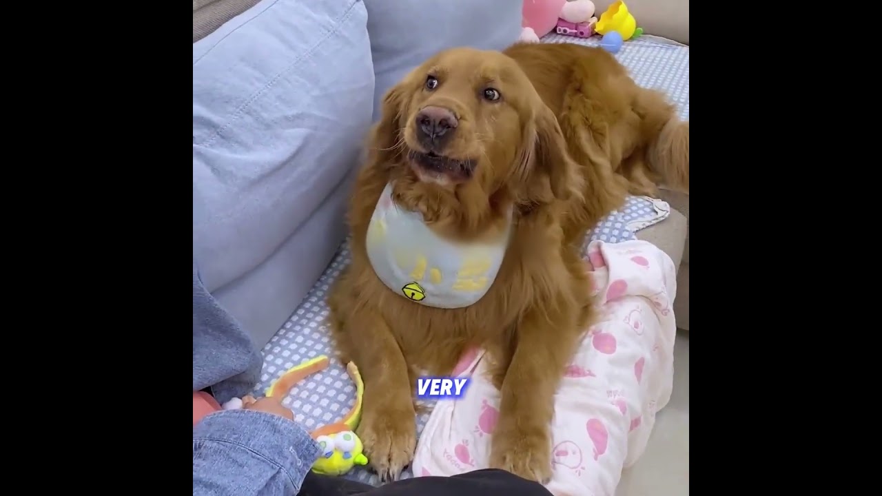 This Dog Was Always Bullied… But It Chose Love and Forgiveness #shorts #funny #pets