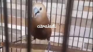 burung emprit isian cililin & kenari