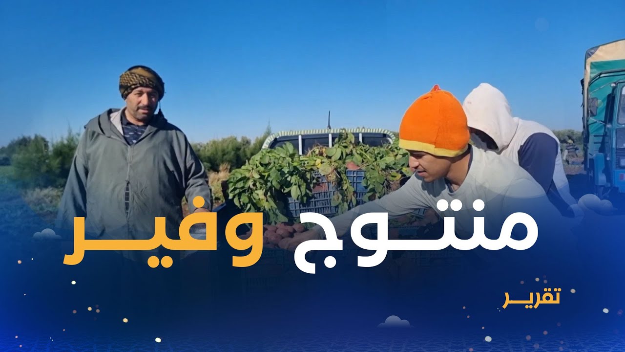مستغانم.. محصول وفير لمنتوج البطاطا