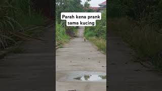 Barong jahil banget #cat #kucing #fyp