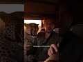 A Leopard Was Chasing a Baby Gazelle… But No One Expected It to Leap into Her Lap 🐆🦌😳 #트렌딩 #표범 #가젤