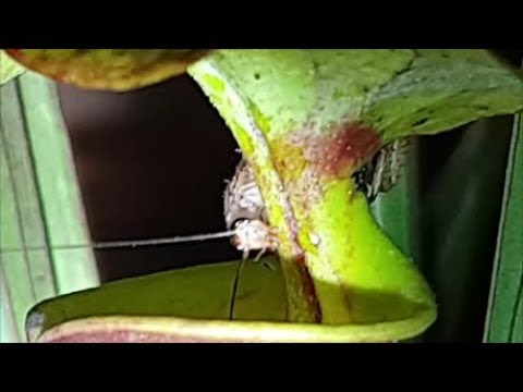 Do Cockroaches Eat Plants: Shocking Facts You Need to Know