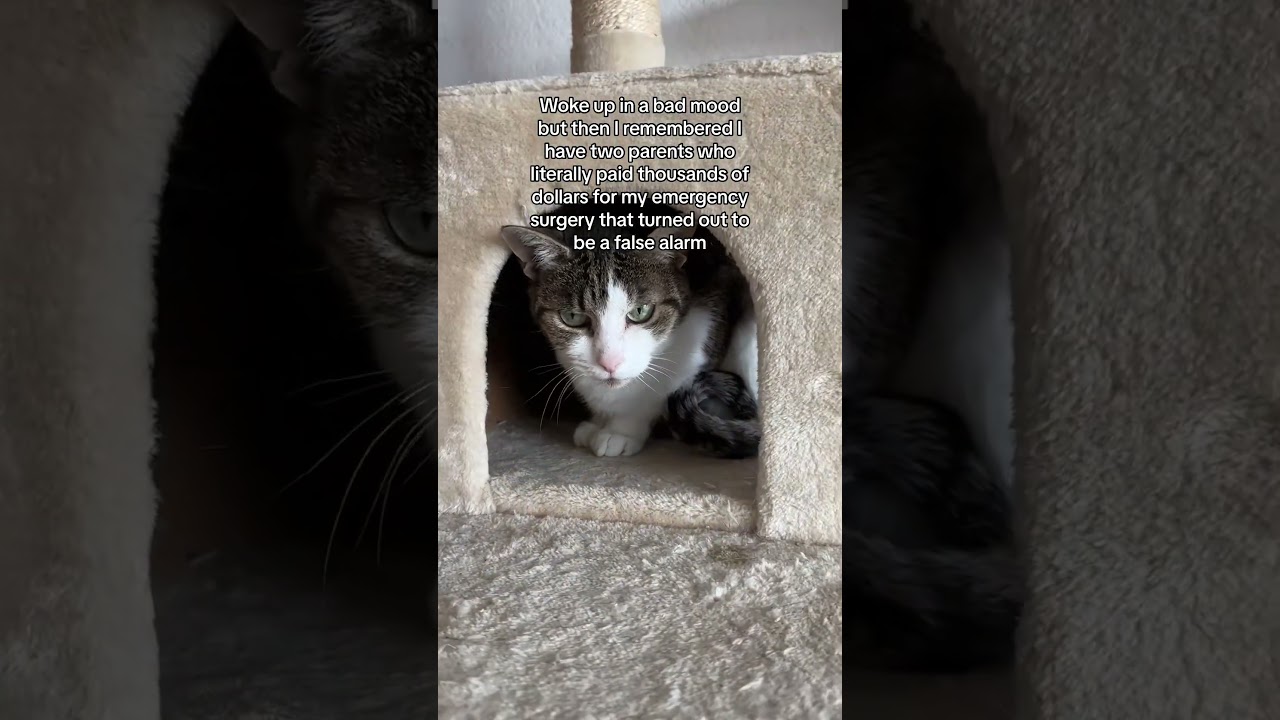 Paw-some Adventures: Rescue Love & Fancy Costs 