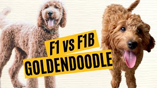 F1 vs F1B Goldendoodles - What is the Difference? 🐶
