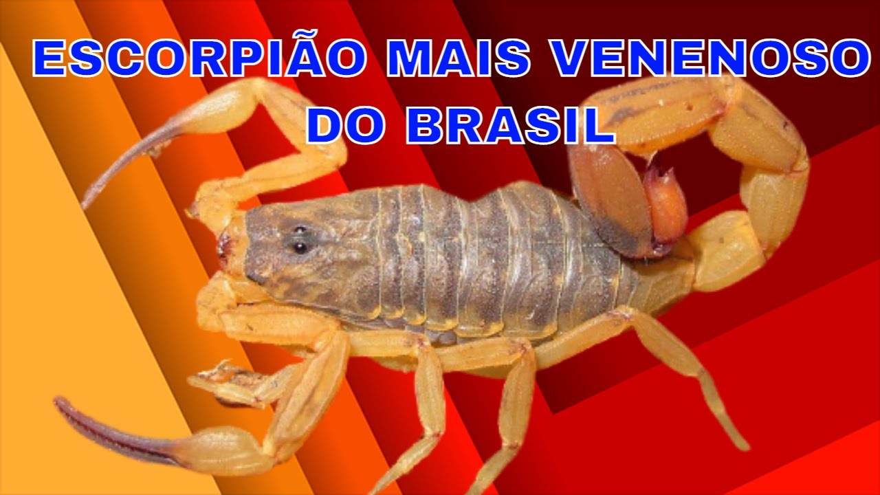 Qual é o Escorpião mais Venenoso do Brasil - YouTube